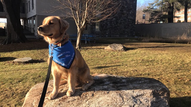 Spirit, Paces Facility Service Dog, serves as a therapeutic asset for students on campus.  