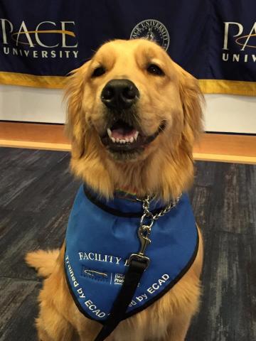 Paw-fessor Spirit in his class, Canines Assisting in Health, one of the courses being offered this Spring. 