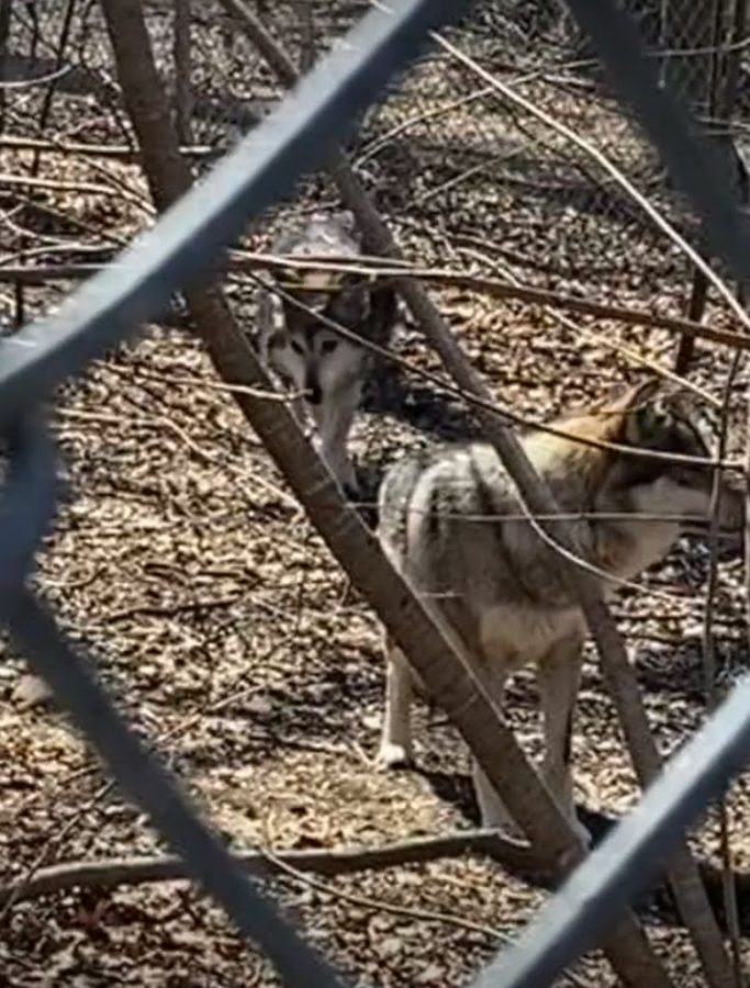 These are two of the Wolf Conservation Centers resident Mexican gray wolves. The center raises and breeds wolves in an effort to preserve their species, and hopes to one day reintroduce these animals to their natural habitat.