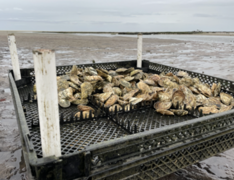 Photos taken from oyster farm in Cape Cod.