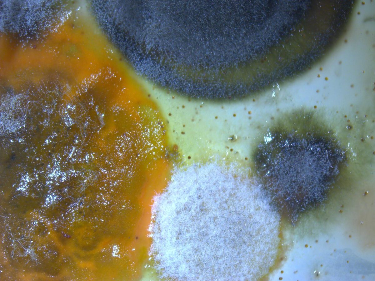 Mold Spores collected from Alumni Hall by Chloe Stanberry-Rosetter. Photos by Professor Aaron B. Steiner Ph.D